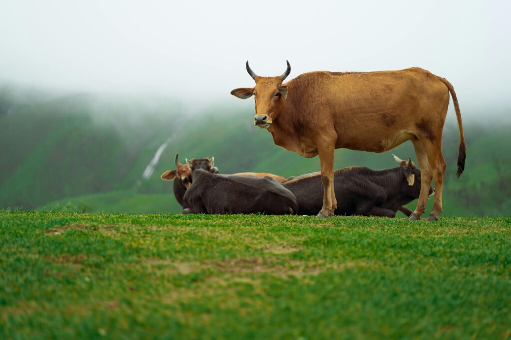 medows cow standing image at vagamon