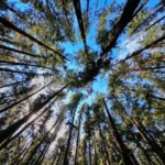 Pine Forest Vagamon – Stay Near Nature at Olga Hill Resort