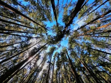 Pine Forest Vagamon – Stay Near Nature at Olga Hill Resort